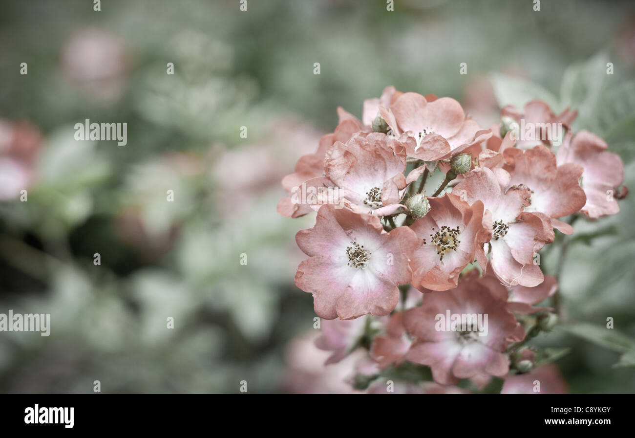 Nahaufnahme von Blumen schön Hundsrose (Rosa Canina) Stockfoto