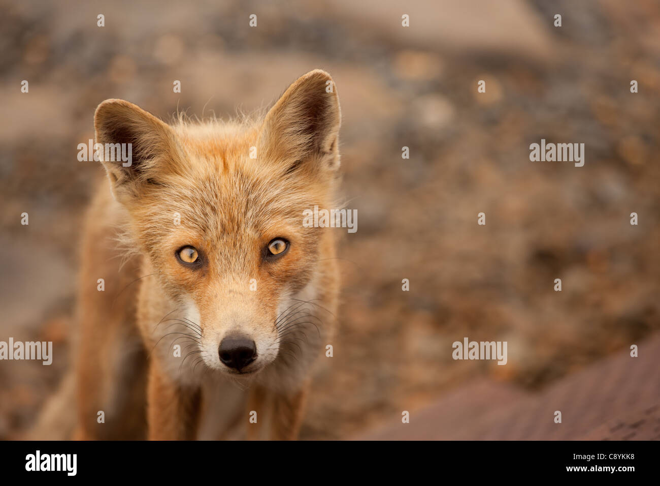 Landschaft oder horizontale Aspekt des einzigen Fuchs in die Kamera mit flachen Schärfentiefe und hypnotisierenden Augen starrte. Stockfoto