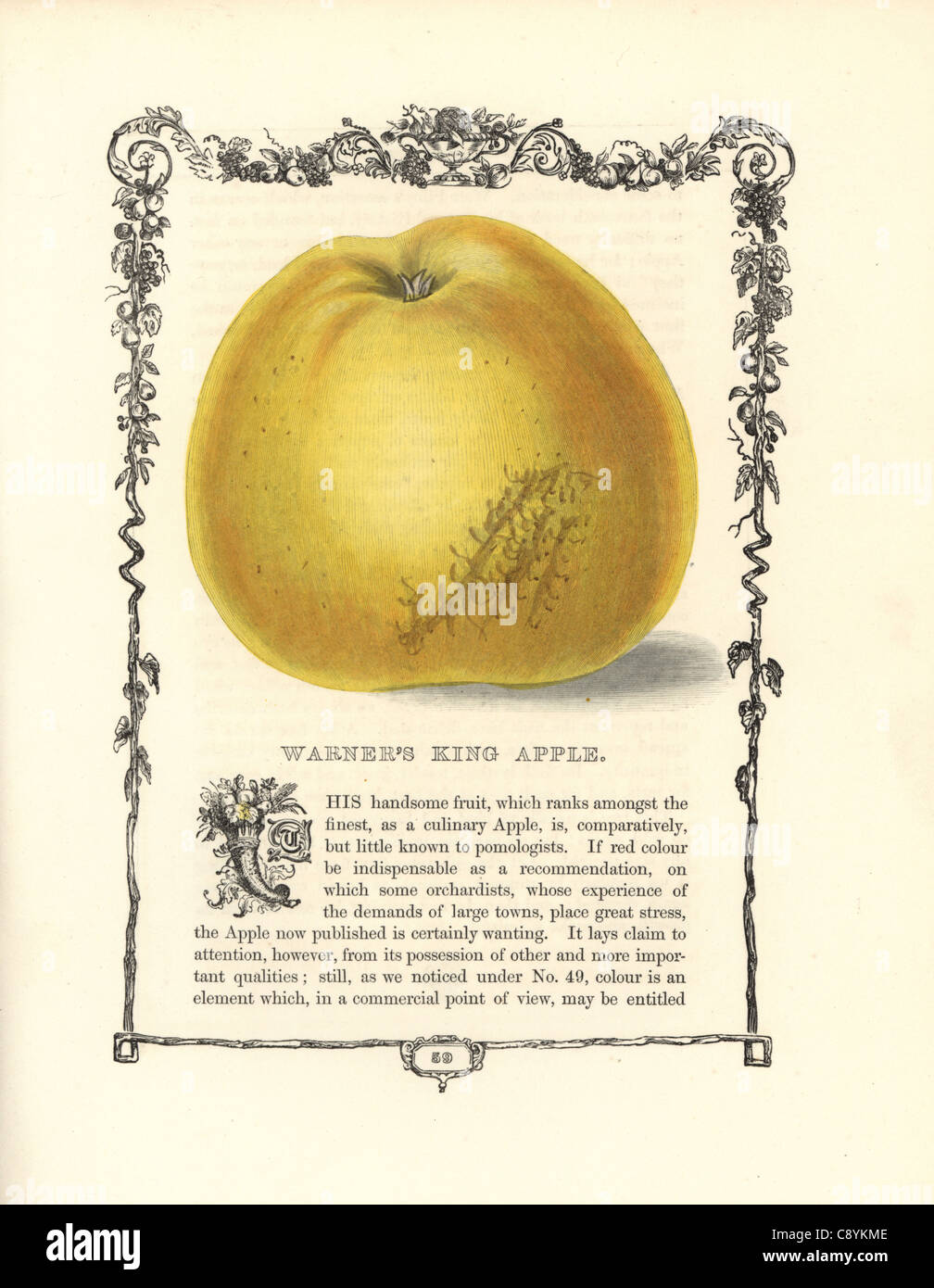 Warners König Apfel, Malus Domestica Stockfoto