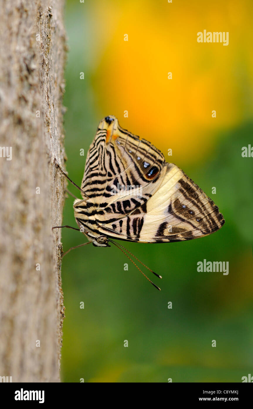 Tropischer Schmetterling Colobura dirce Stockfoto