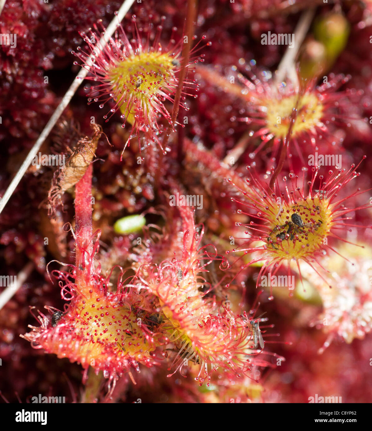 Runde rotblättrige Sonnentau (Drosera Rotundifolia) Stockfoto