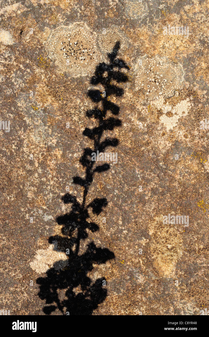 Gemeinsamen Heide (Calluna Vulgaris) Schatten. Stockfoto