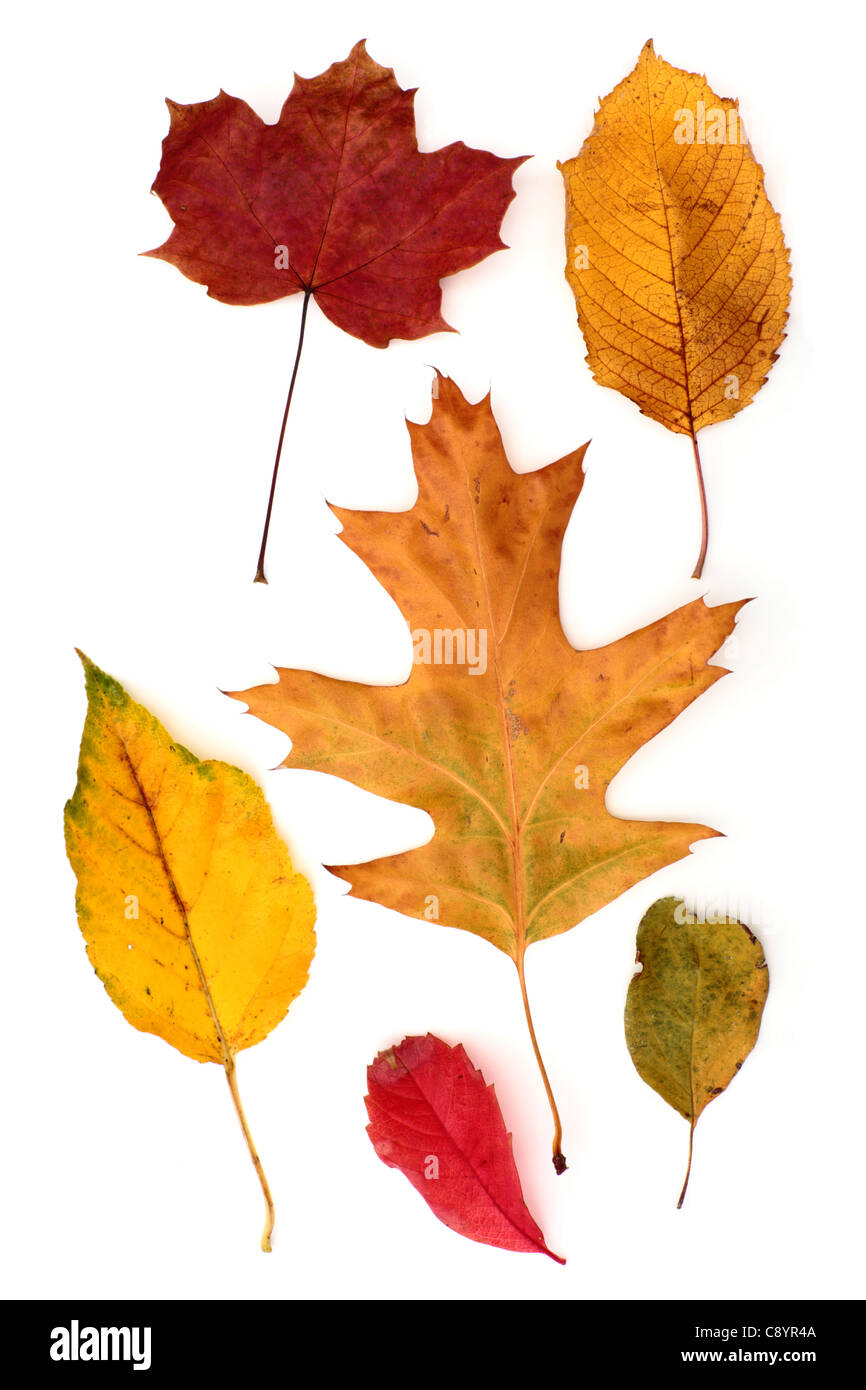Eine Auswahl von 6 Herbst Blätter von den Bäumen wachsen im Vereinigten Königreich isoliert auf einem weißen Hintergrund. Stockfoto