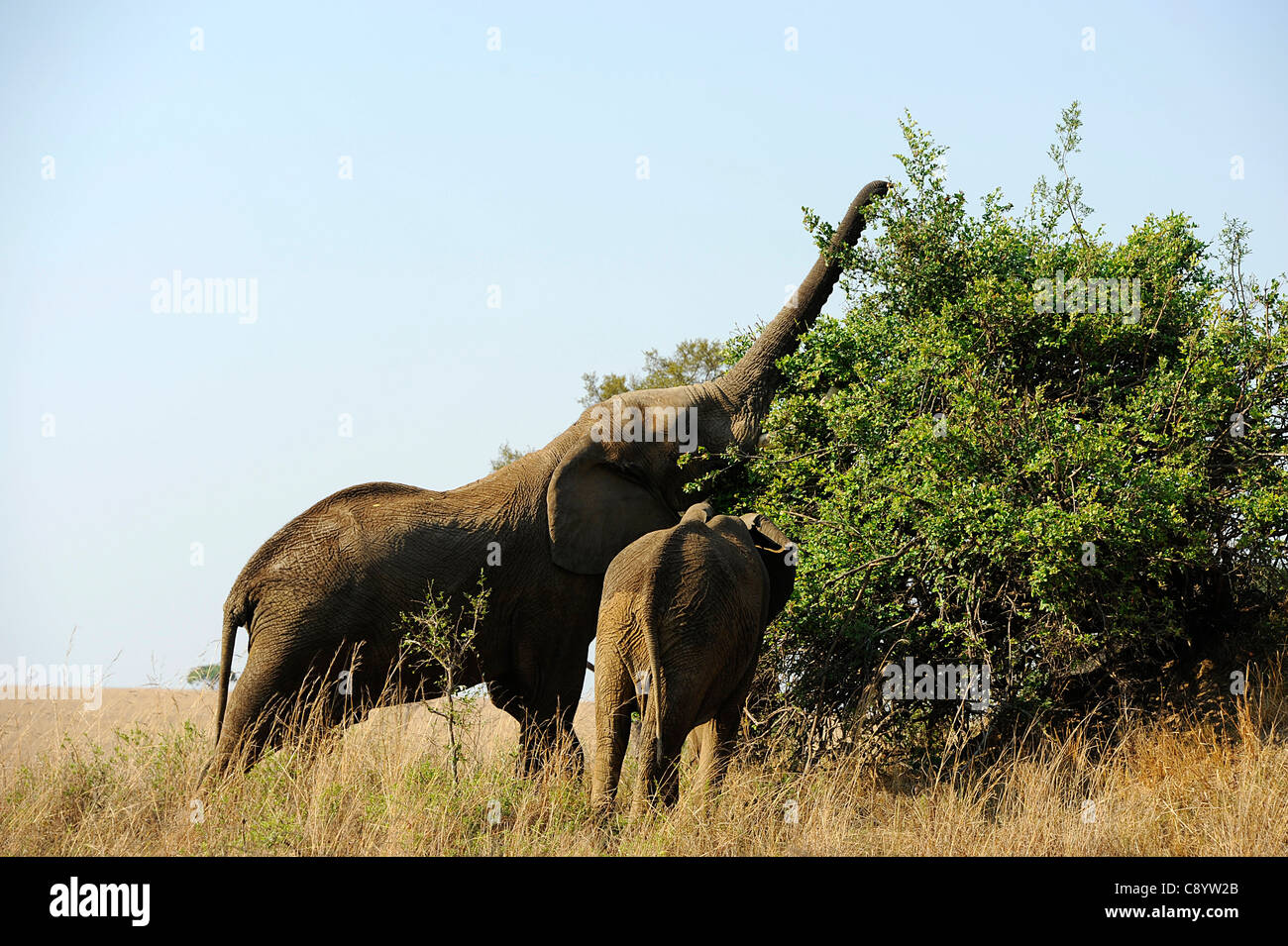 Afrikanische Elefanten genießen die Freiheit der Imire Safari Ranch in Marondera, Simbabwe. Stockfoto