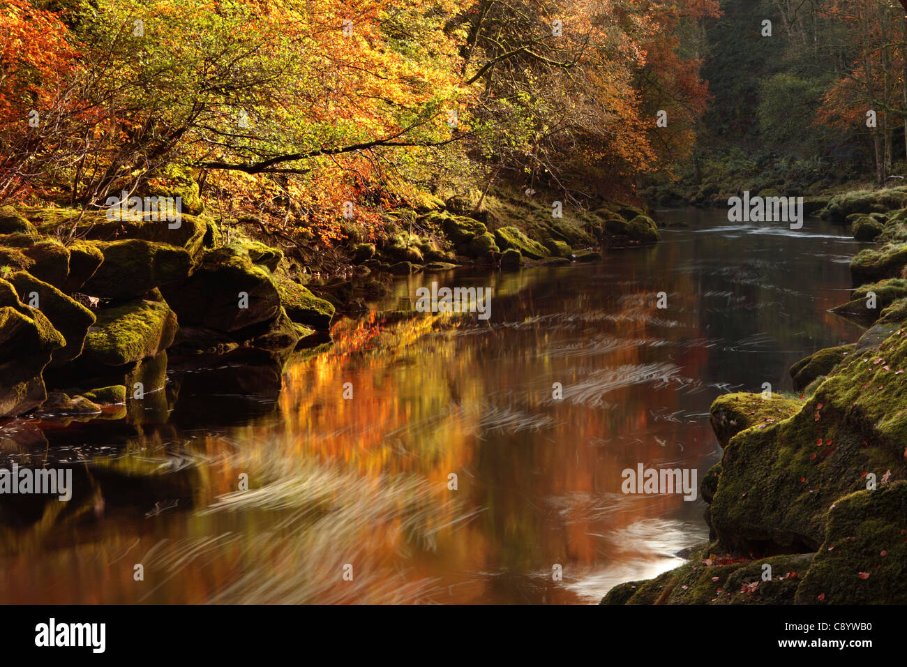 Ätherische Licht auf das Herbstlaub Strid Wood in Wharfedale, Yorkshire Stockfoto