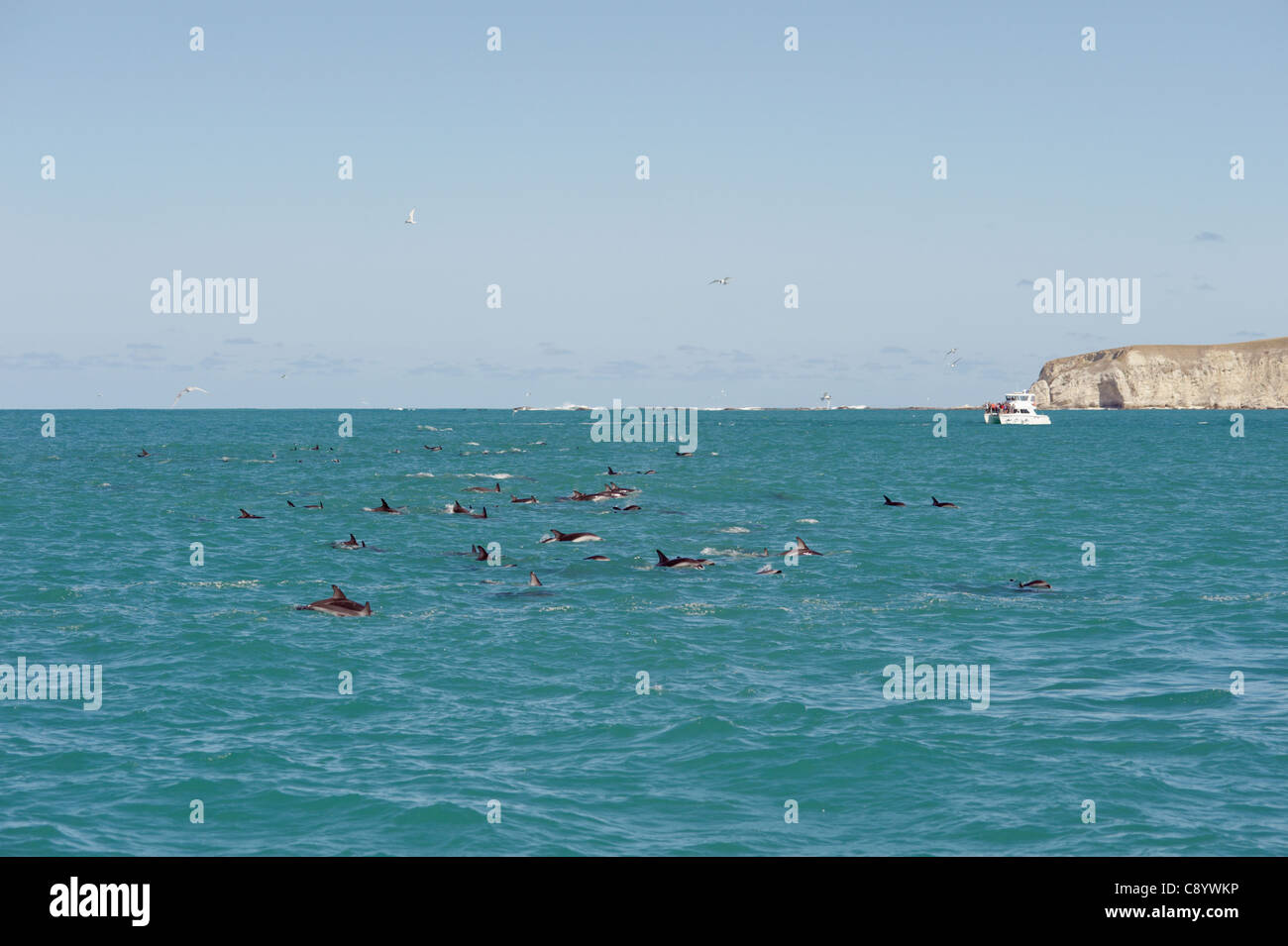 Dusky Delphine im Meer rund um Kaikoura, Neuseeland Stockfoto