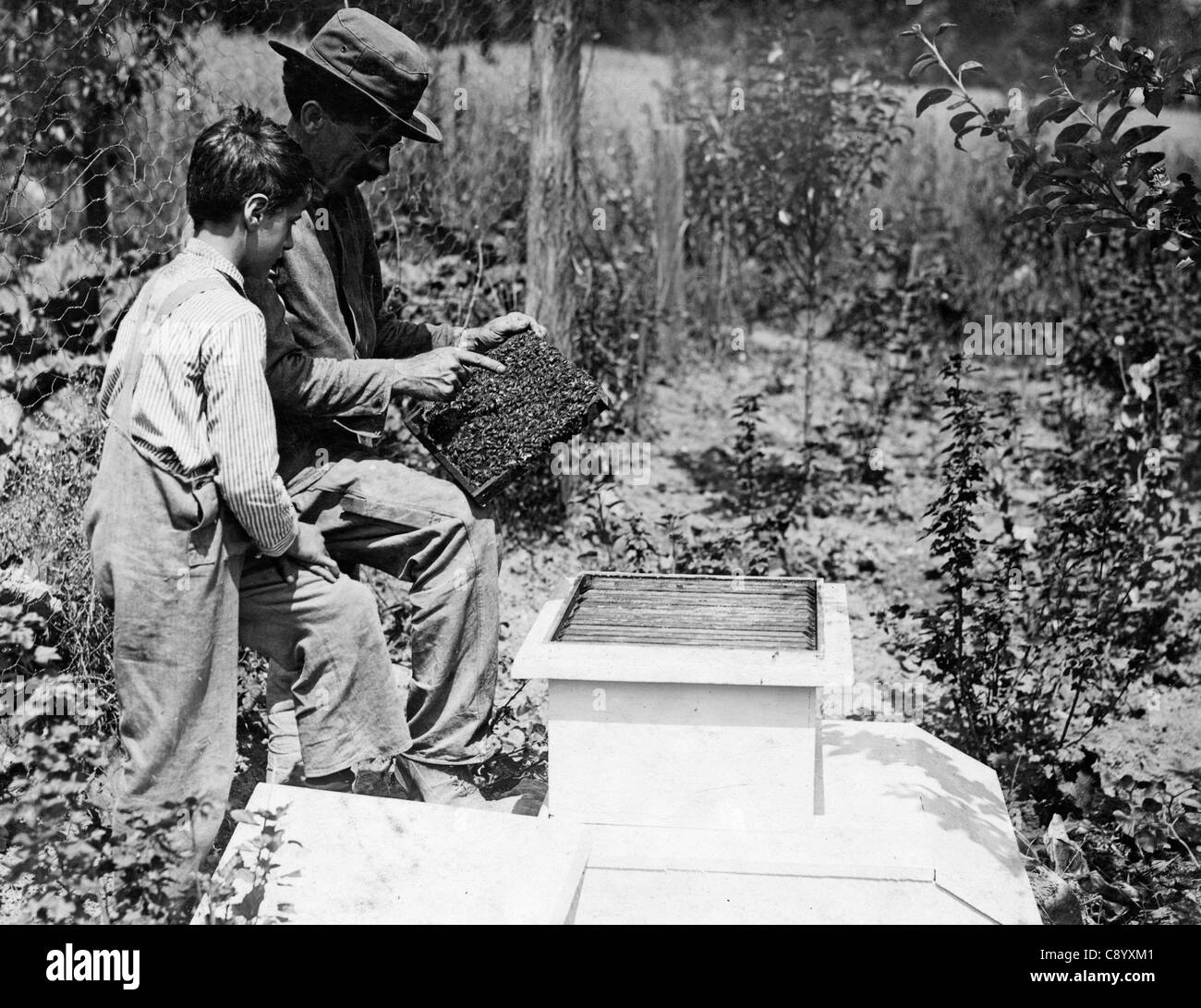 Zwölf Jahre alter Junge Pflege Bienen unter Leitung seines Vaters, 1914 Stockfoto