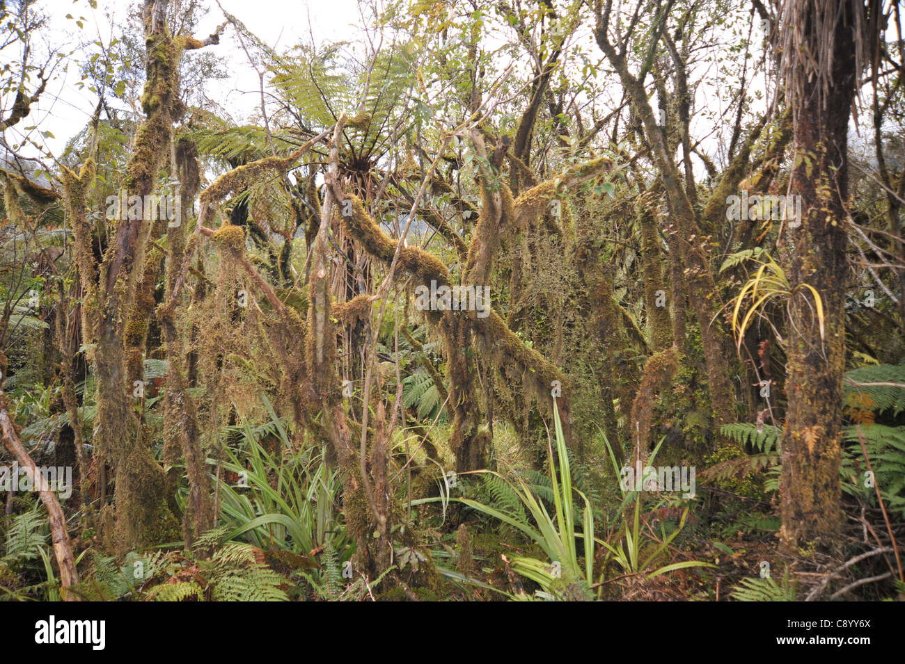 Unter den gemäßigten Regenwald Baldachin s einen mystischen Dschungel wie Umgebung vorhanden ist. Stockfoto