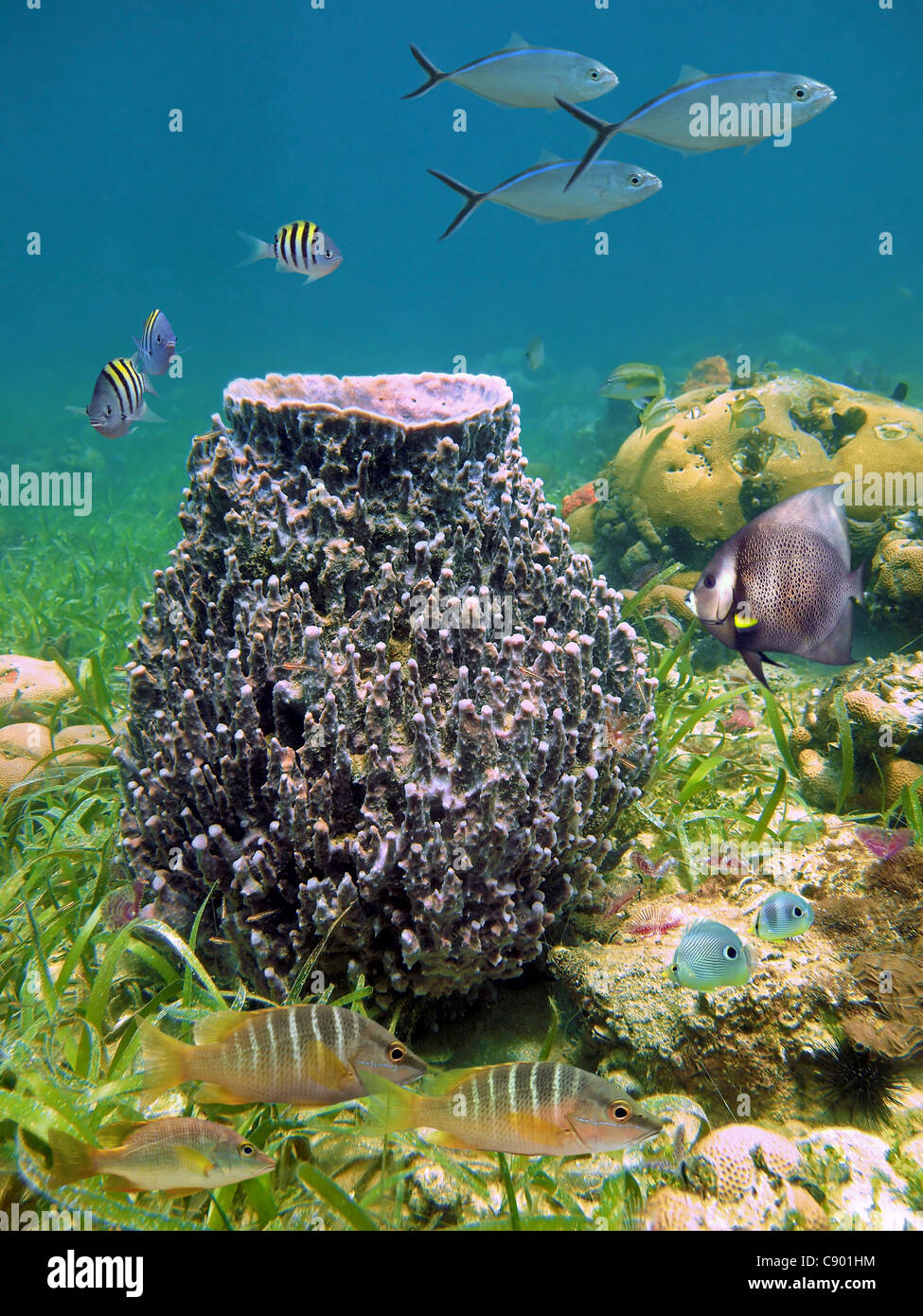 Unterwasserwelt mit einem riesigen Faß schwamm und tropische Fische im Meer der Karibik, Bocas del Toro, Panama Stockfoto