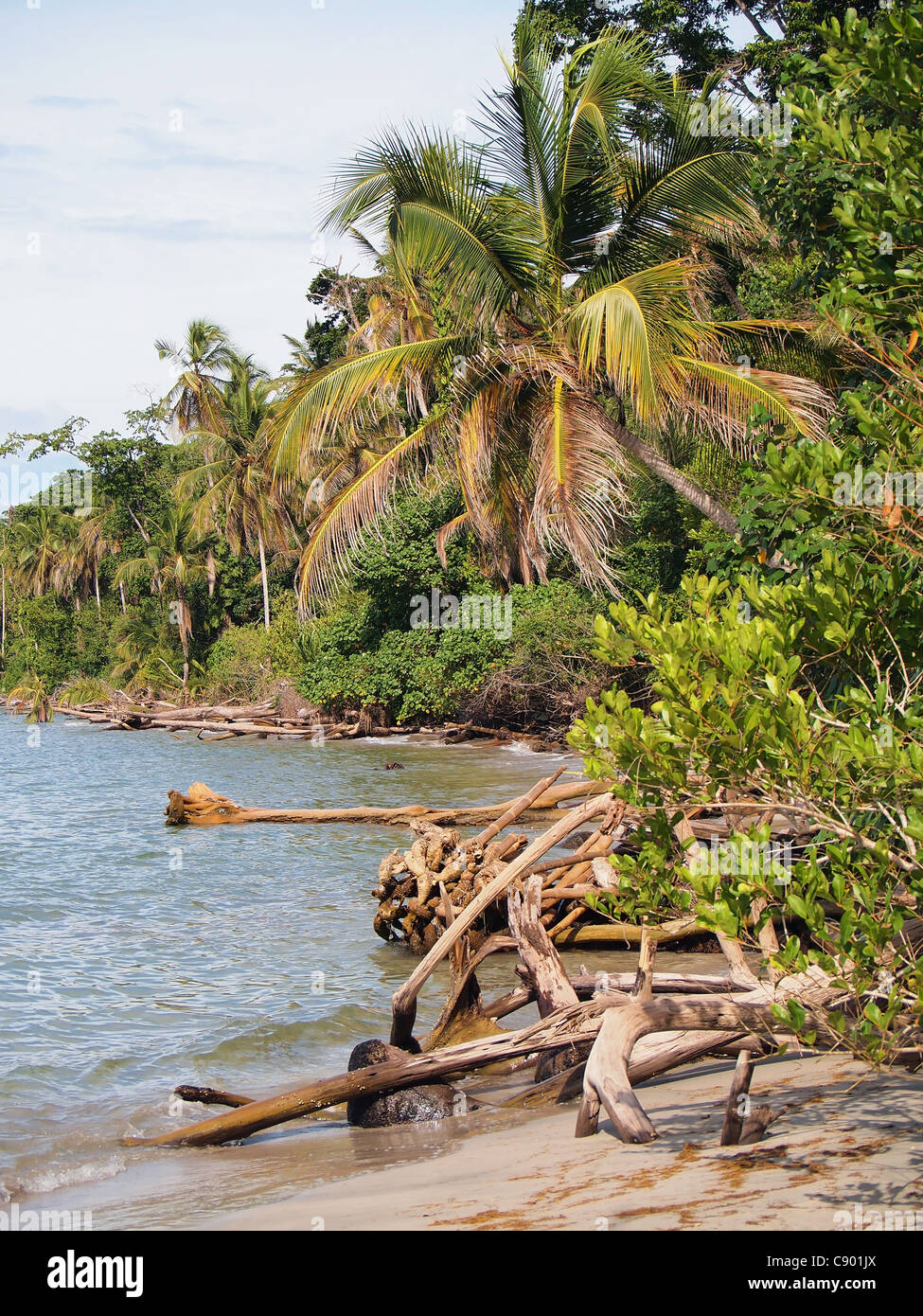 Wilde Küste mit Kokosnüssen Bäume und Stämme am Strand, Nationalpark Cahuita, Karibik, Costa Rica Stockfoto