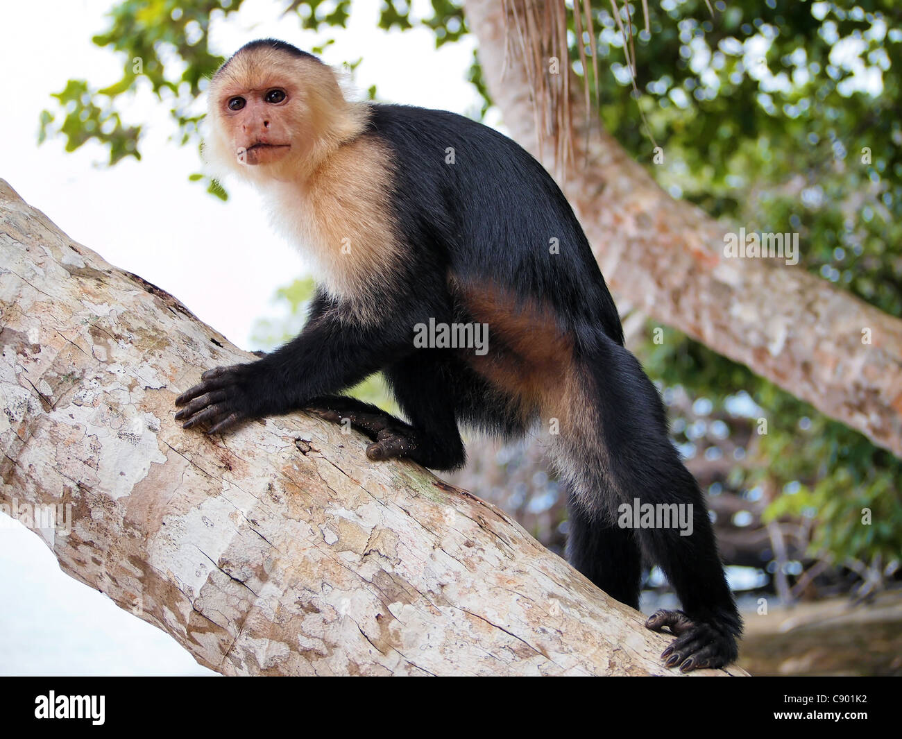 White-faced Capuchin Affen Kokosnuss Baum, Nationalpark Cahuita, Karibik, Costa Rica Stockfoto