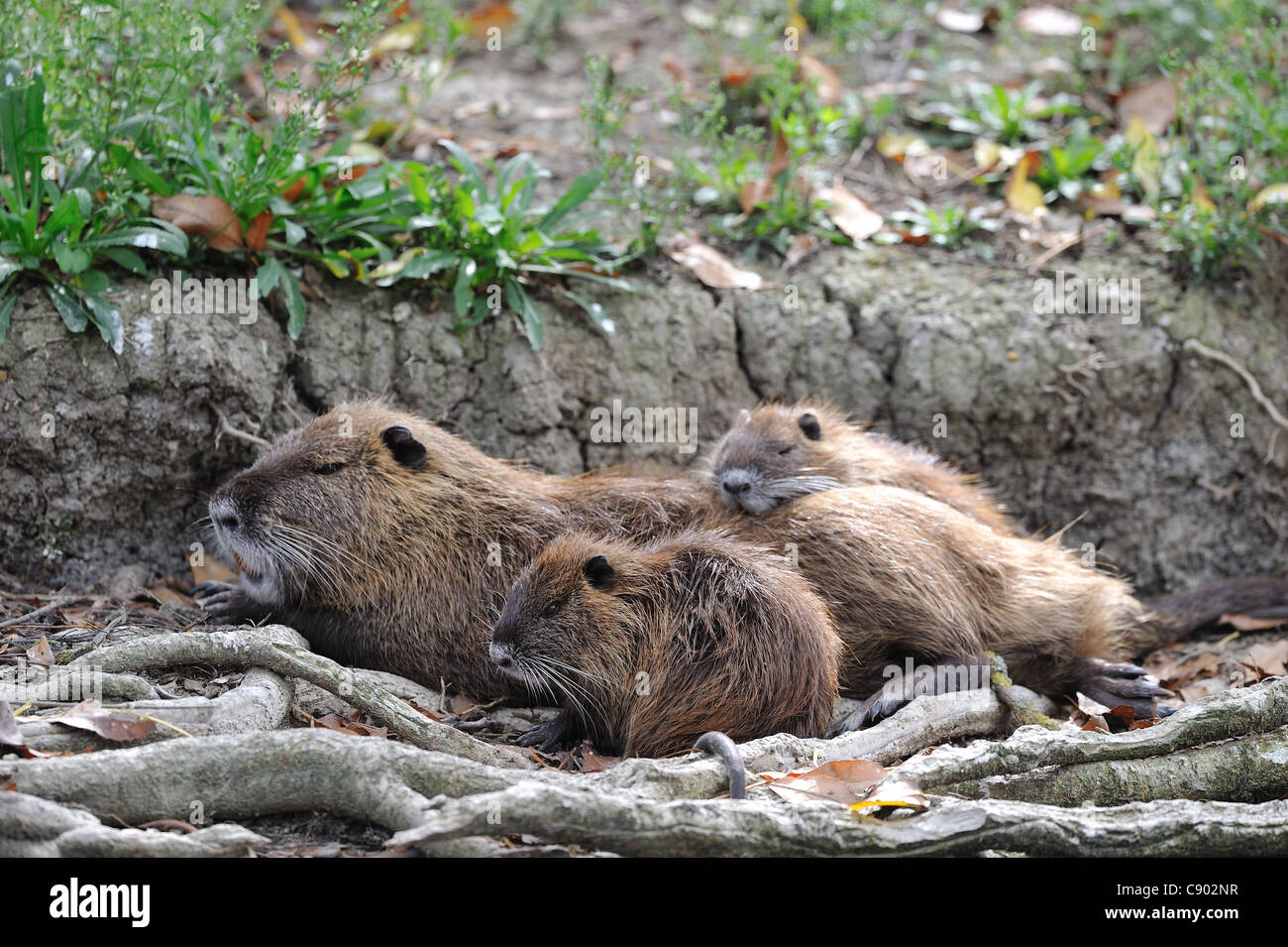 Nutrias - Fluss Ratte - Nutria (Biber brummeln) Familie ruhen im Schatten Stockfoto