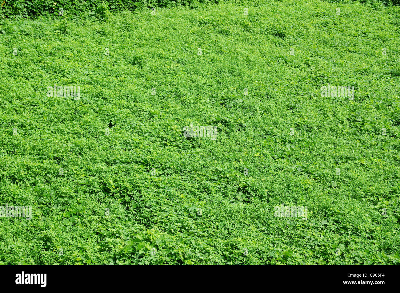 Natürlichen grünen Hintergrund, bestehend aus mehreren Unkräuter Stockfoto