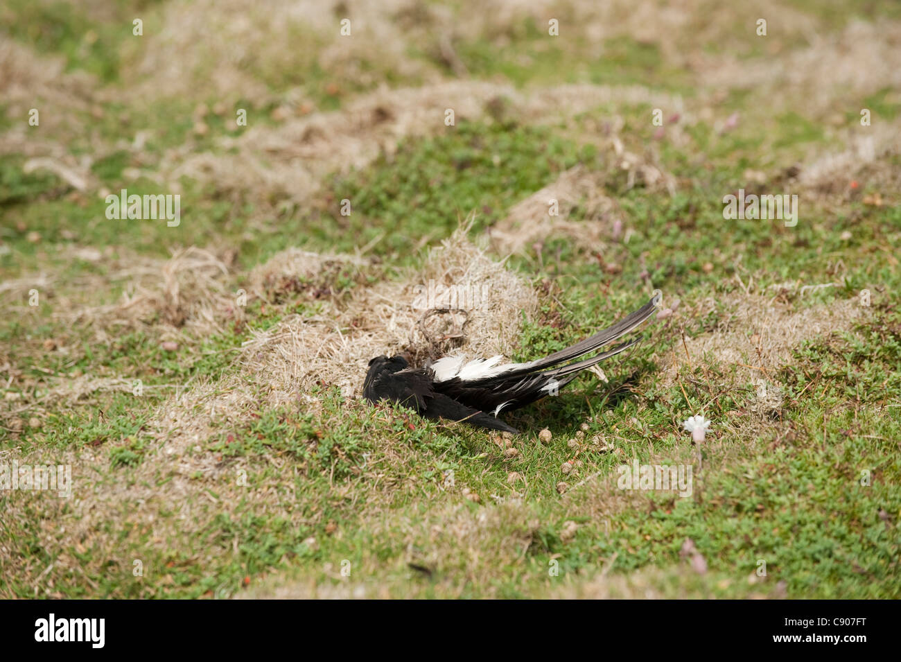 Gebrauchte Flügel von einem Toten Manx Shearwater, Puffinus puffinus Stockfoto