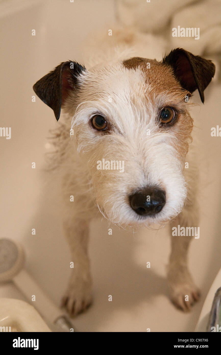 Jack Russell Hund wird in der Badewanne gewaschen und immer sauber Stockfoto
