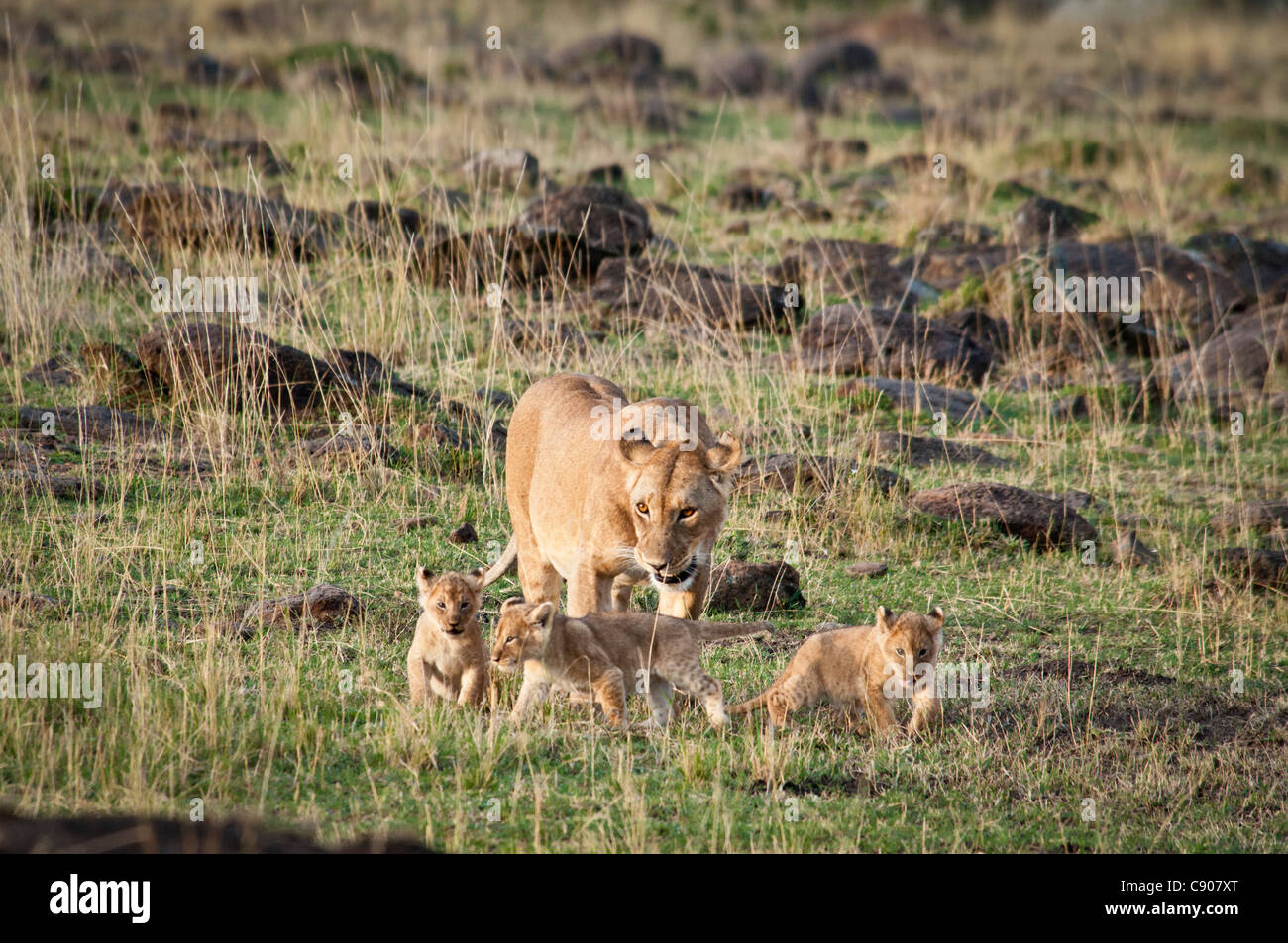 Afrikanische Löwin mit drei jungen, Panthera Leo, Masai Mara National Reserve, Kenia, Afrika Stockfoto