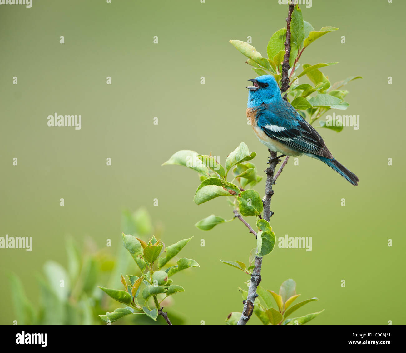 Lazuli Bunting, westliche Montana singen Stockfoto