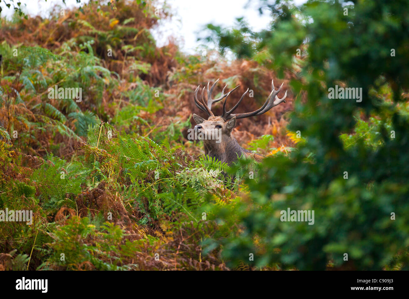 Rothirsch (Cervus Elaphus) Stockfoto