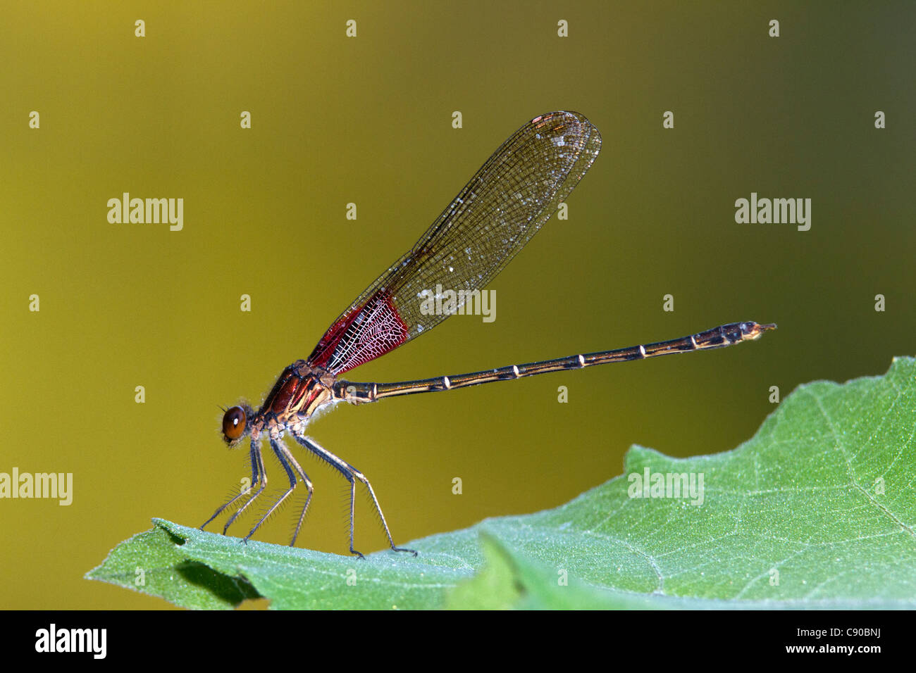 Amerikanische Rubyspot Damselfly (Hetaerina Americana) Stockfoto