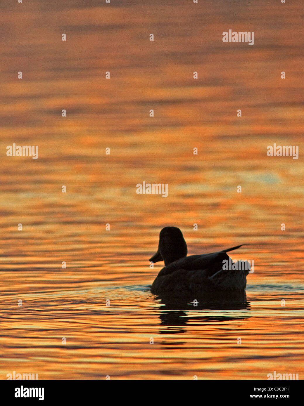 Stockente auf dem Wasser bei Sonnenuntergang. Stockfoto