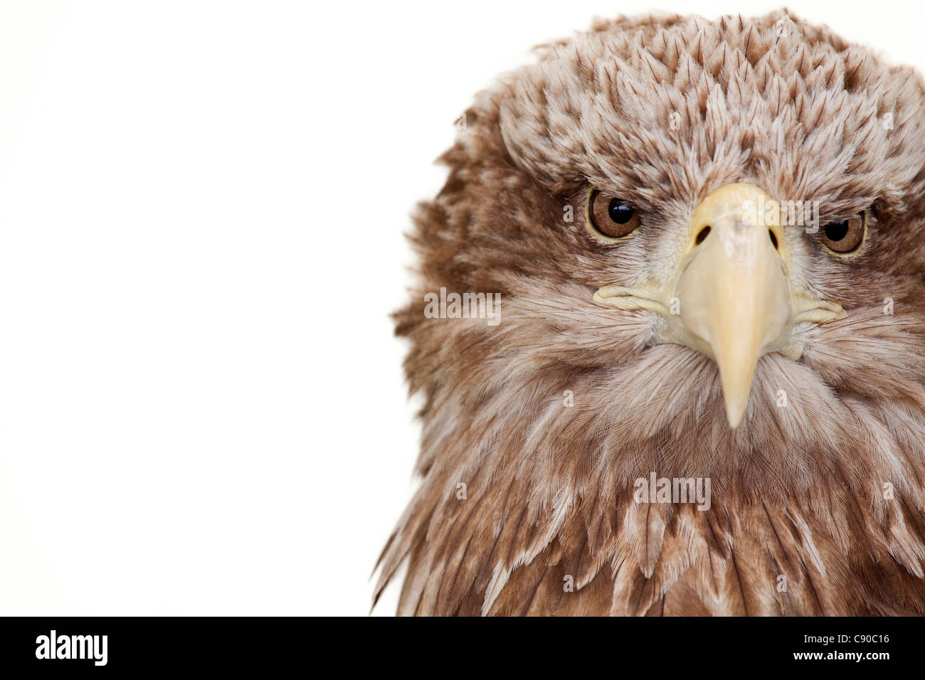 lierten Seeadler Haliaeetus Horste Stockfoto