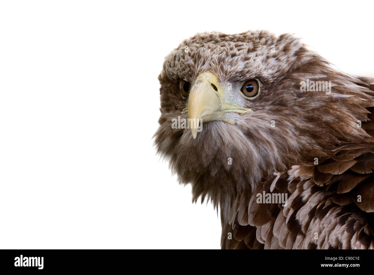 Tailed Seeadler - Haliaeetus Horste Stockfoto