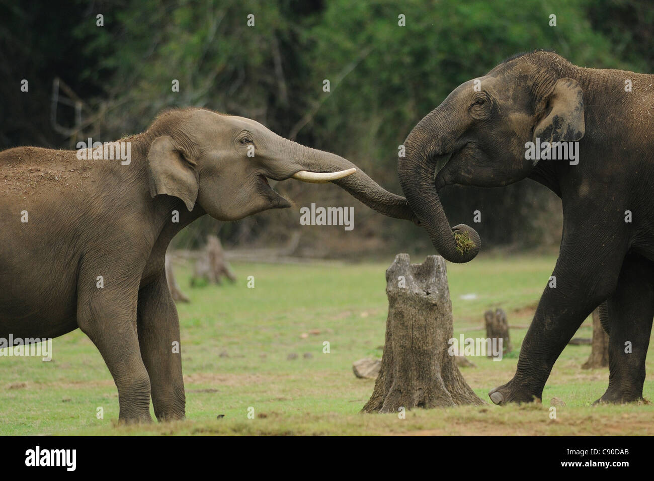 Elefanten beim Spielen an den Ufern des Flusses Kabini in Nagarahole Nationalpark, Indien Stockfoto