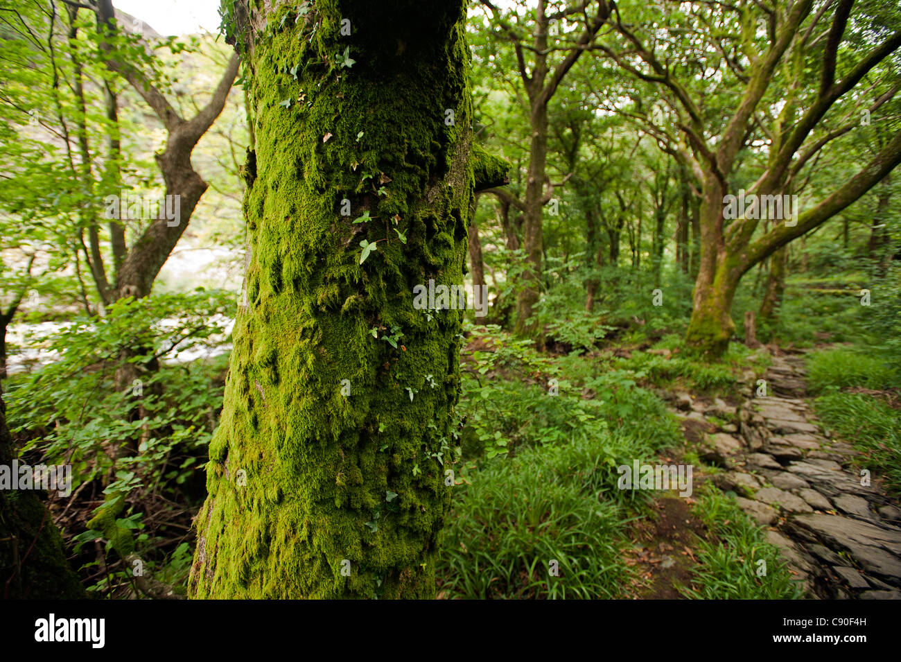 Aberglaslyn Schlucht in der Nähe von Beddgelert, Wales, UK Stockfoto