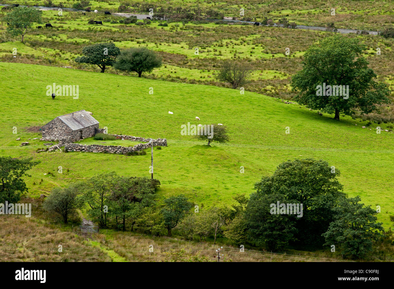 Schaf-Fahrerlager in der Nähe von See Llyn Gwynant, Snowdonia-Nationalpark, Wales, UK Stockfoto