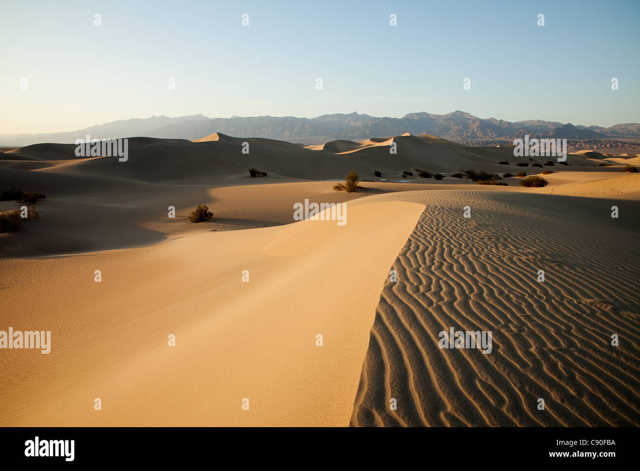 Mesquite flache Sanddünen, Death Valley, Nevada, USA Stockfoto