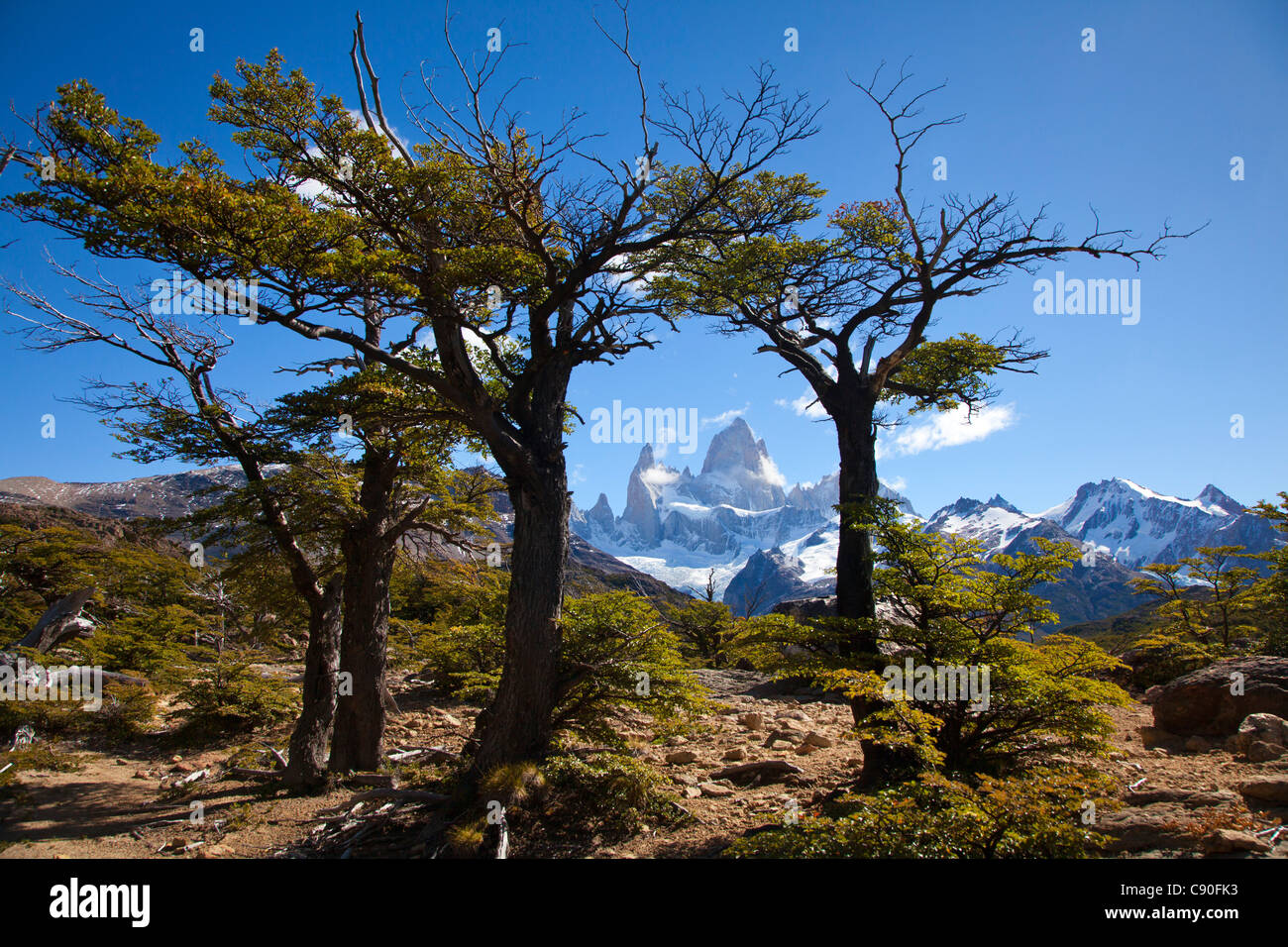 Südliche Buche, Nothofagus, Blick auf Mt. Fitz Roy, Nationalpark Los Glaciares, in der Nähe von El Chalten, Patagonien, Argentinien Stockfoto