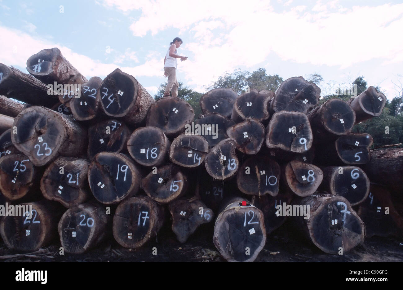 Global Witness (NGO) versucht zu verhindern, illegalen Holzeinschlag in Kompong Thom Provinz in Kambodscha. 2002. Stockfoto