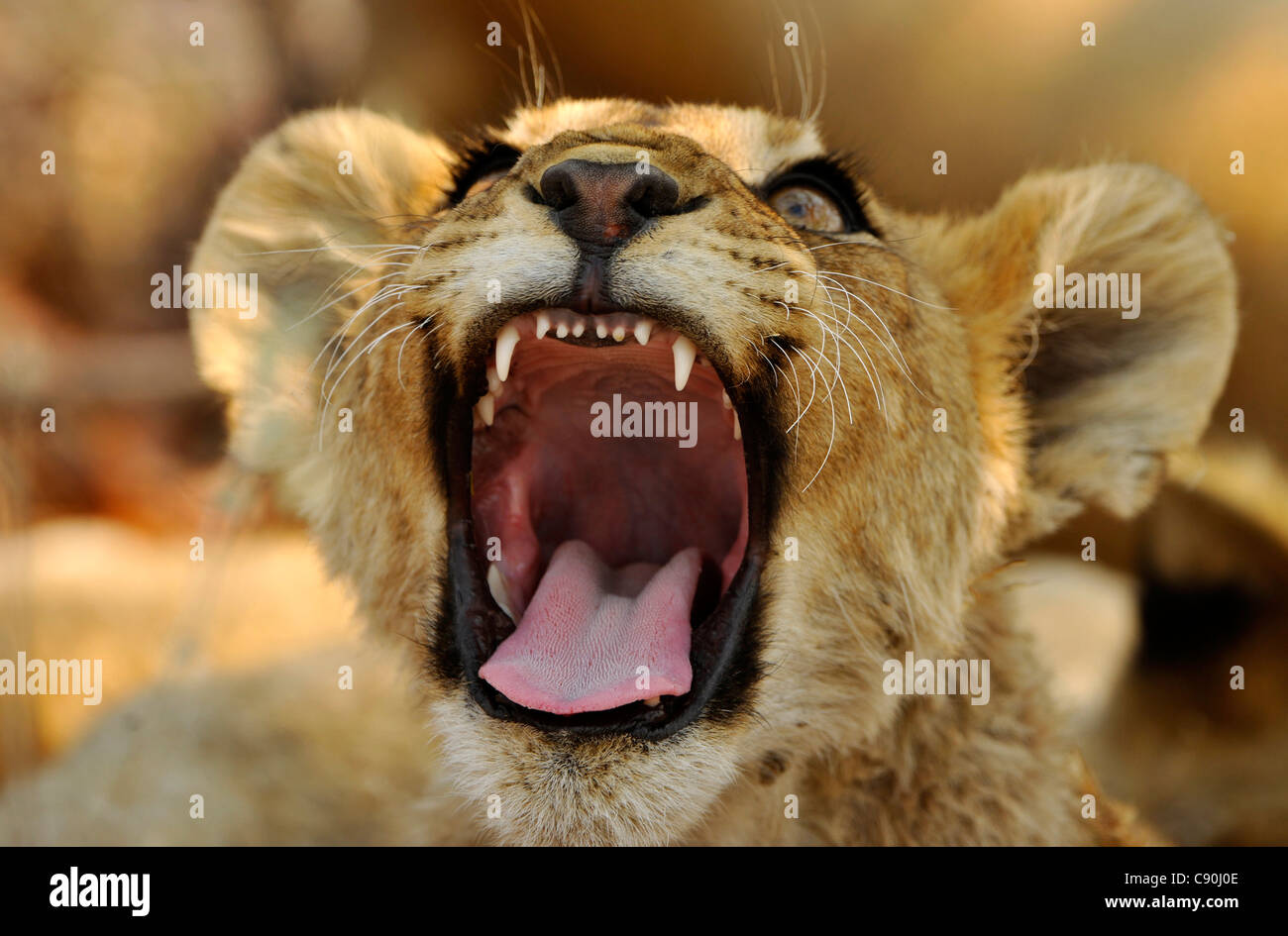 Löwenjunges Dröhnen, Etosha Nationalpark, Namibia, Afrika Stockfoto