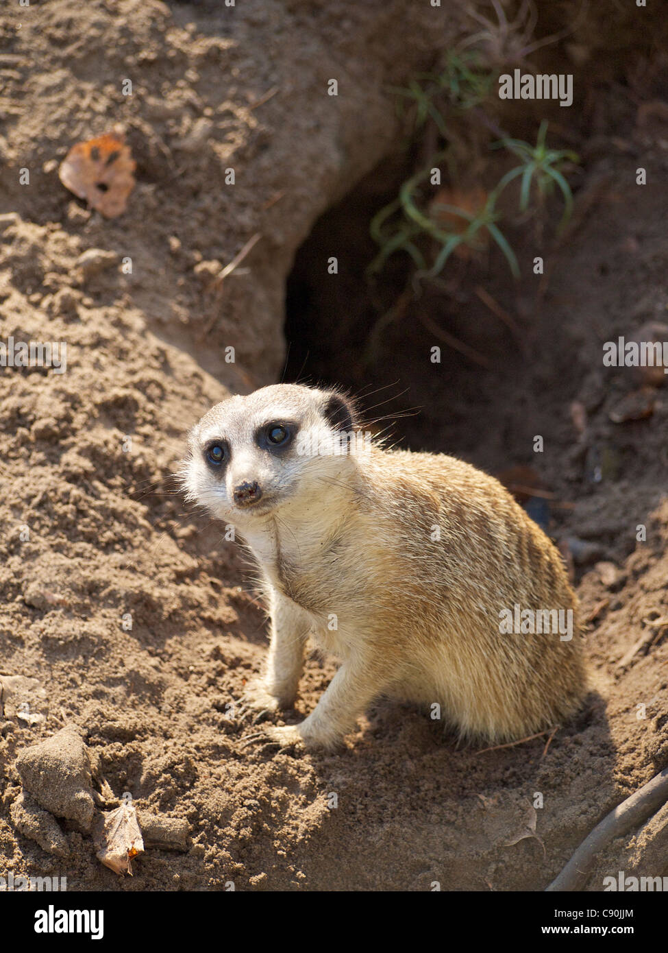 Niedlichen Erdmännchen sitzen vor der Höhle und in die Kamera schaut Stockfoto