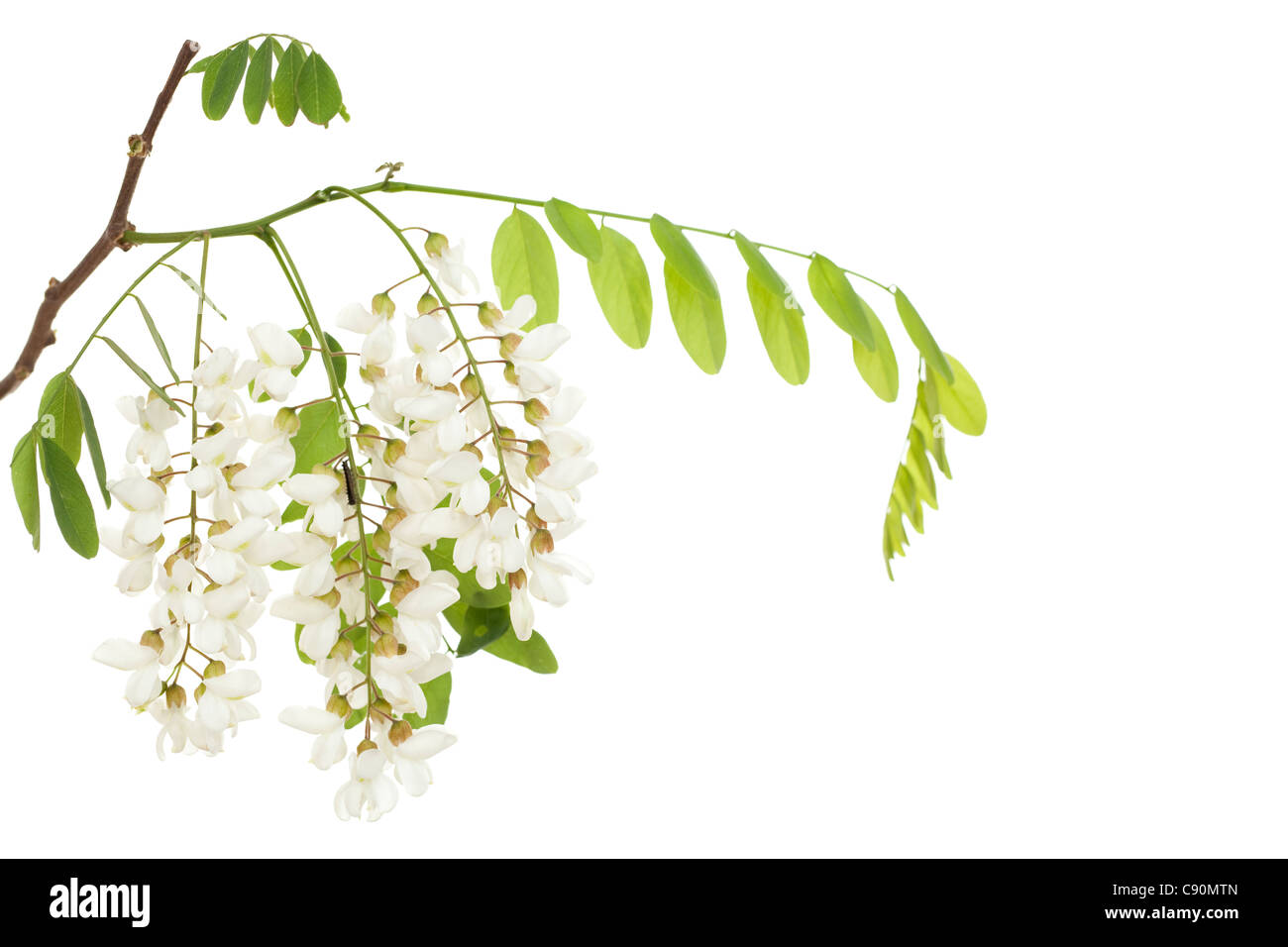 Akazie Zweig mit Blättern und Blumen auf weiß Stockfoto
