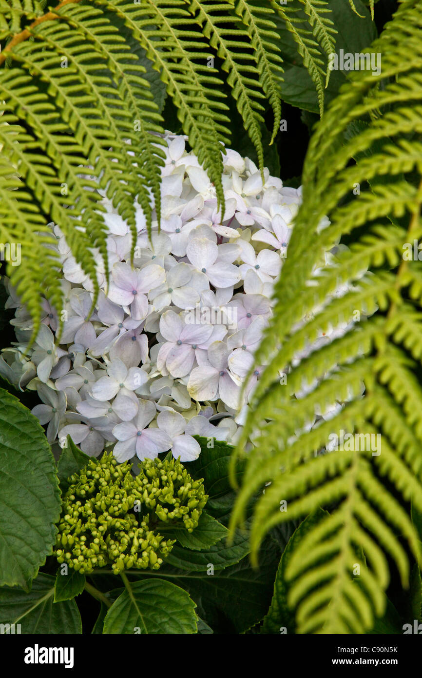 Hortensie und Farn, La Runion, Indischer Ozean Stockfotografie - Alamy