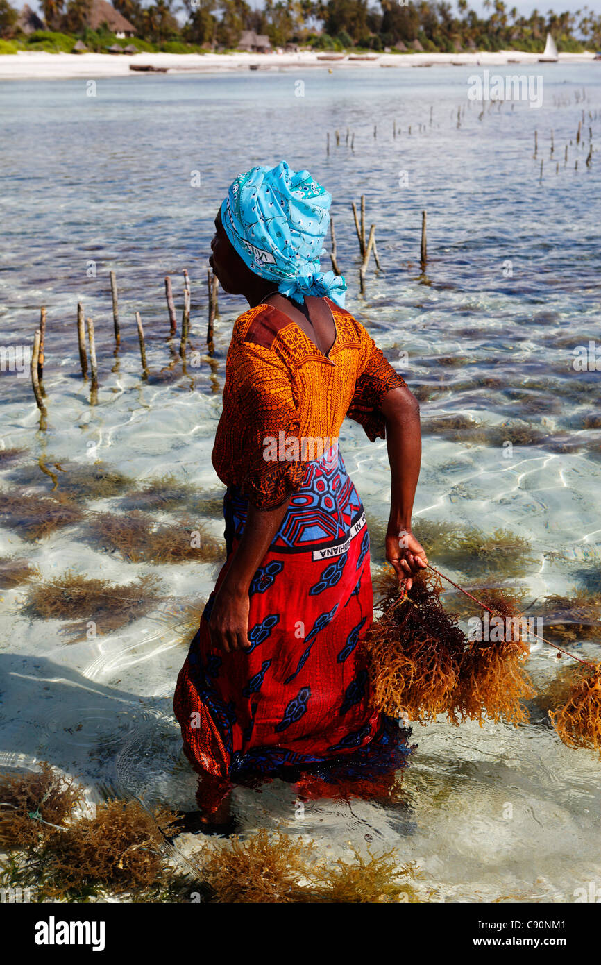 Arbeitnehmerin in Algen Bauernhof, Matemwe, Zanzibar, Tansania, Afrika Stockfoto