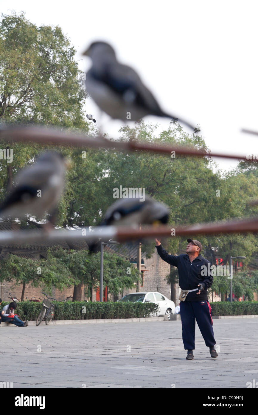 Chinesischer Mann spielt mit seiner Vögel, Platz hinter der Drum Tower, Geflügelzucht, Peking, Volksrepublik China Stockfoto
