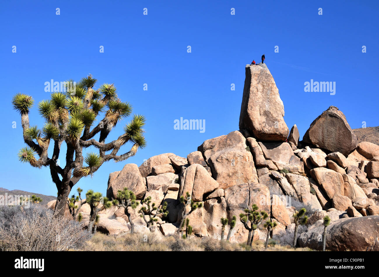 Yucca Brevifolia und Felsen am Joshua Tree National Park, Süd-Kalifornien, USA, Amerika Stockfoto