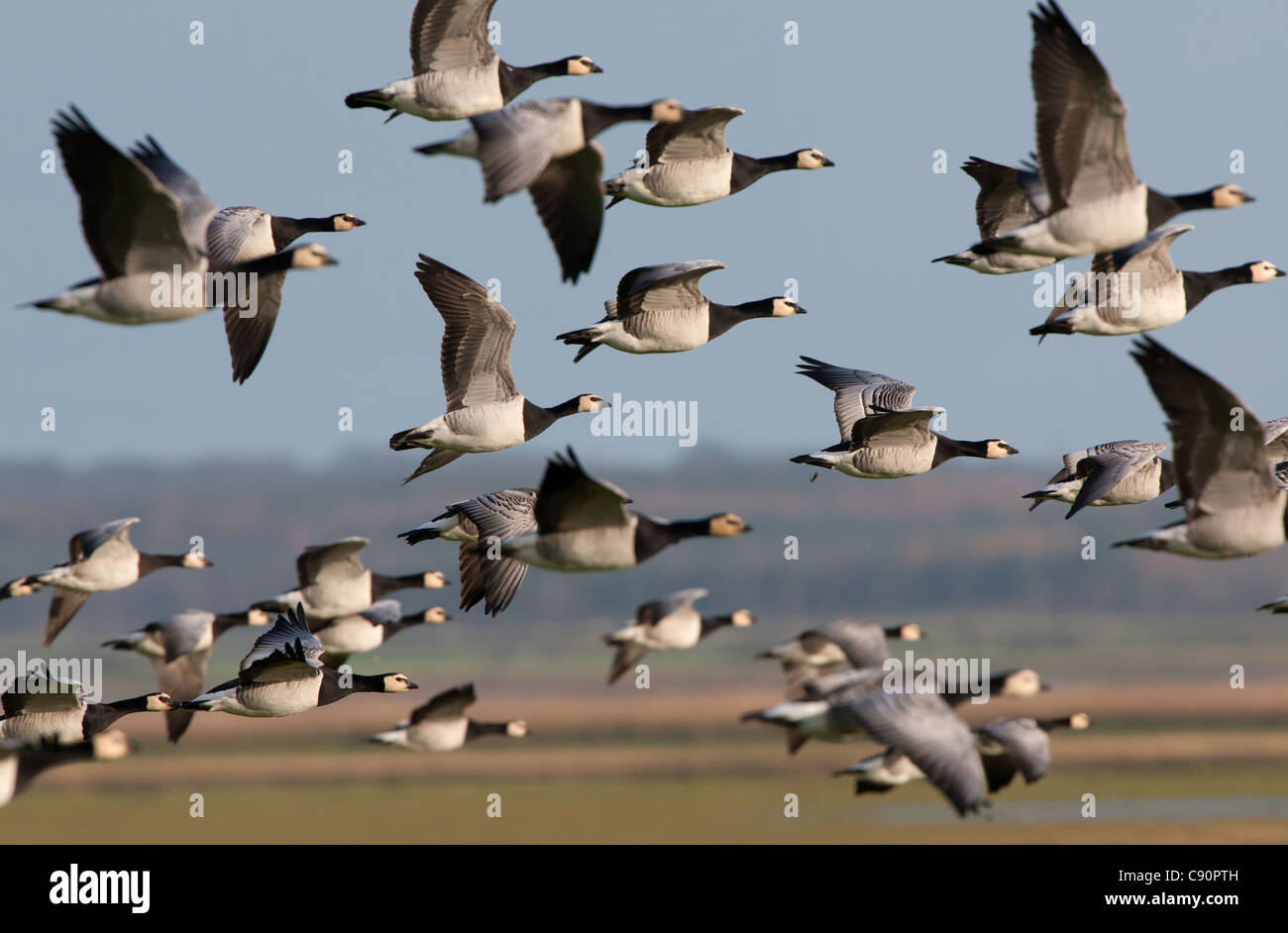 Weißwangengans in Flug - Caerlaverock, Dumfries, Scotland Stockfoto