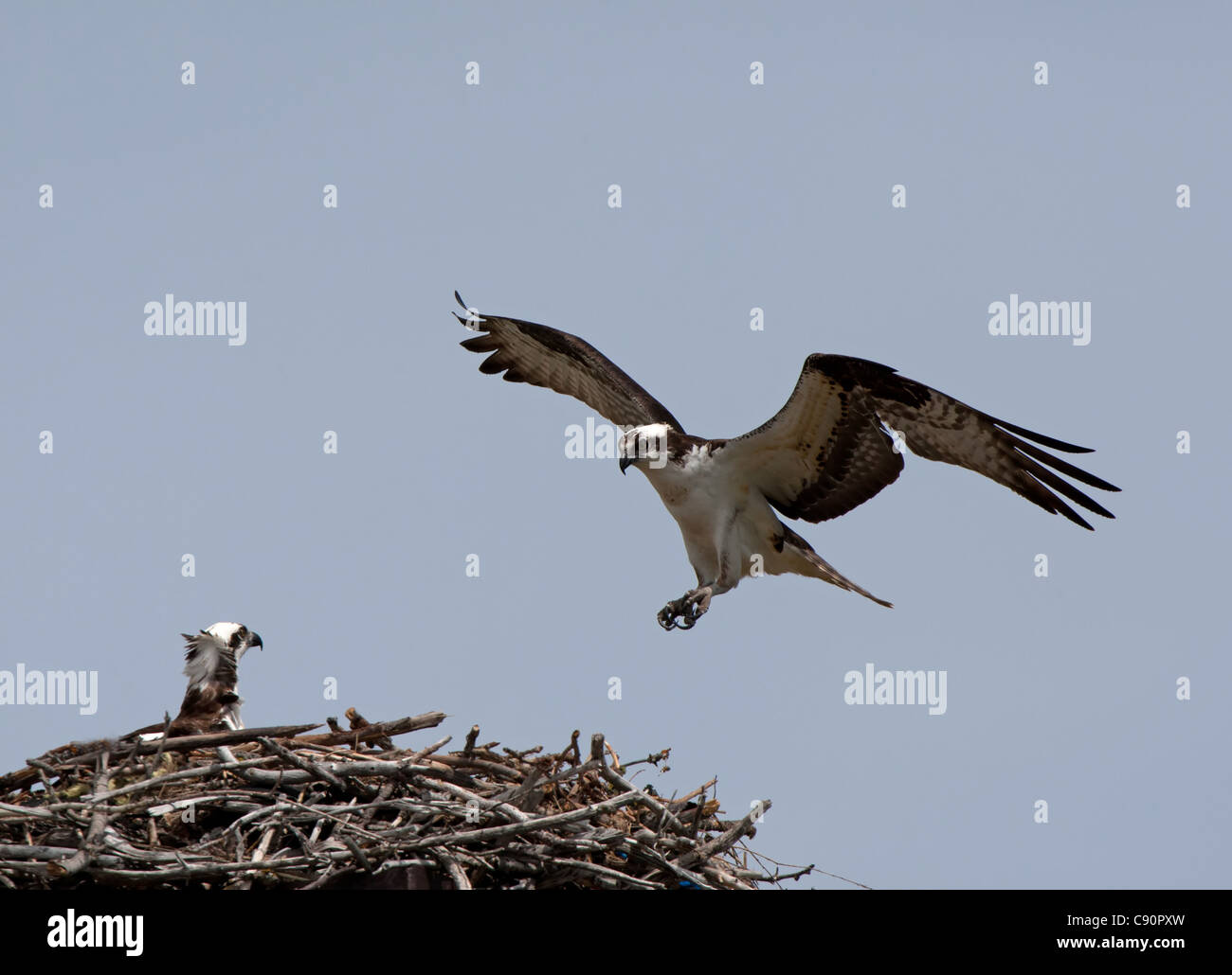 Osprey - Captiva Island, Florida, USA Stockfoto