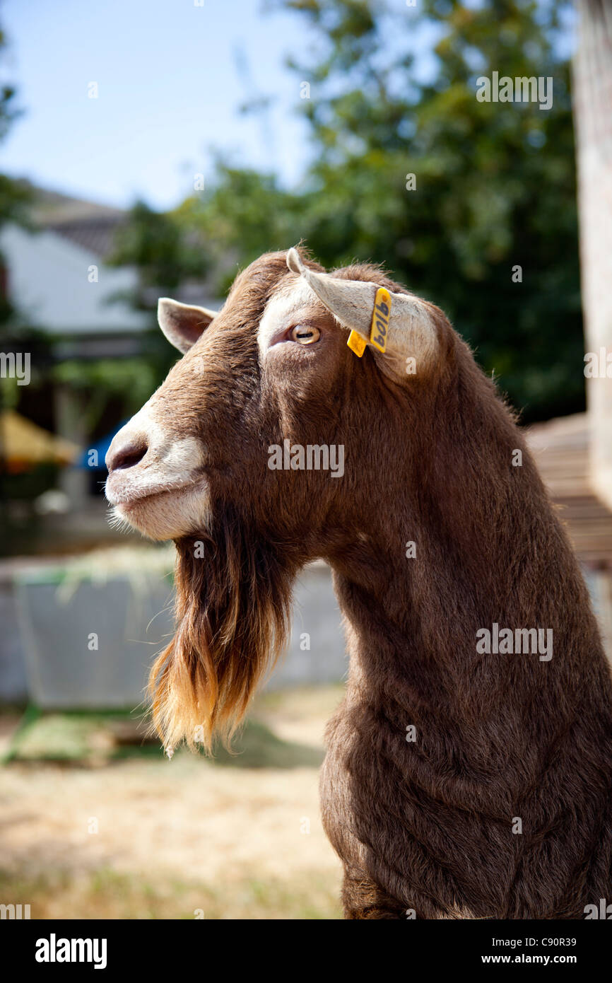 Eine braune Ziege Porträts am Fairview Wein und Käse in Paarl, Südafrika. Stockfoto