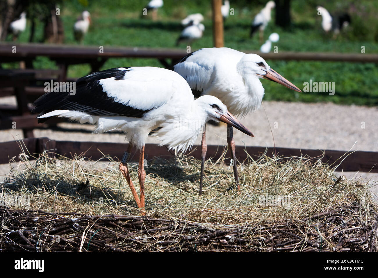 Storch im Reduction Center Hunawihr Frankreich Stockfoto