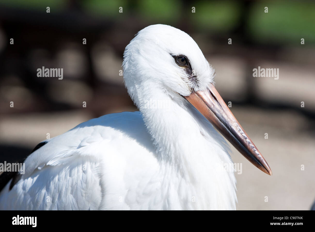 Storch im Reduction Center Hunawihr Frankreich Stockfoto