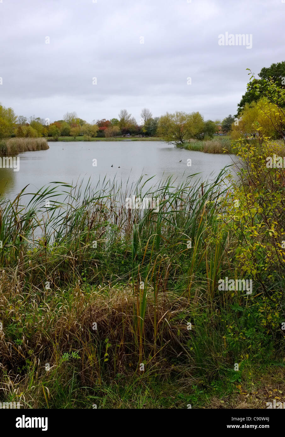 Northlands Park Lake in Basildon Stockfoto