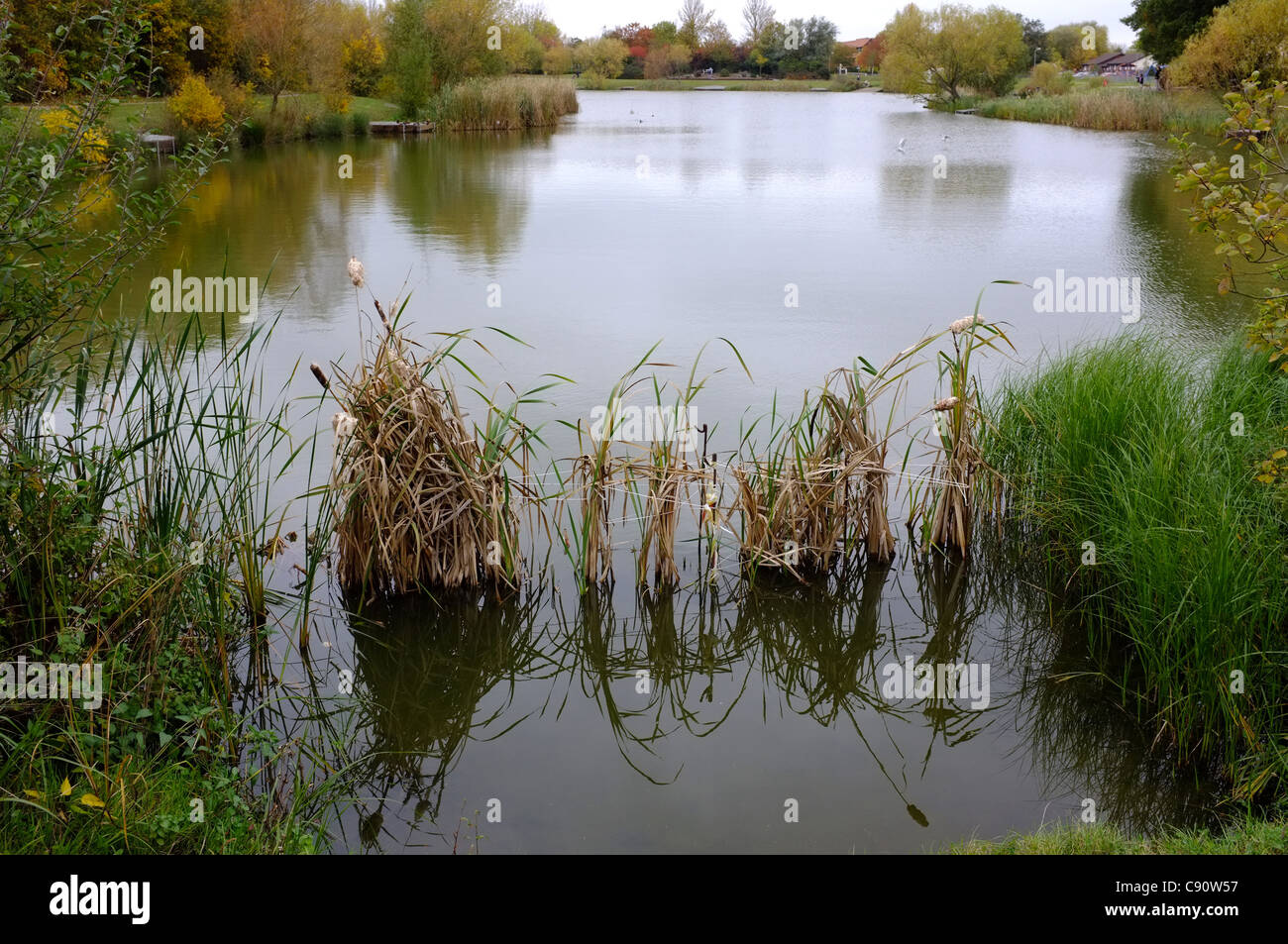 Northlands Park Lake in Basildon Stockfoto