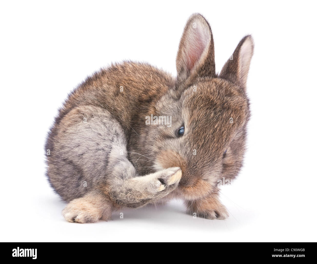Baby Kaninchen Bauernhof Tier Closeup auf weißem Hintergrund Stockfoto