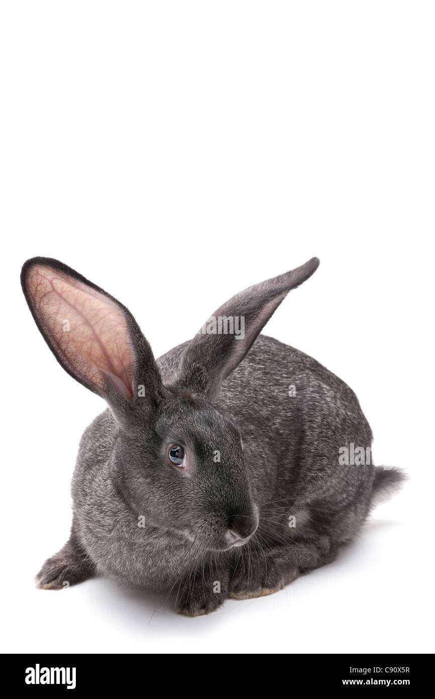 Kaninchen auf dem Bauernhof Tier Closeup auf weißem Hintergrund Stockfoto
