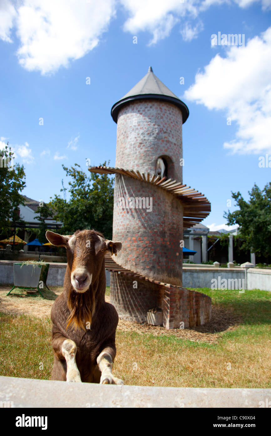 Eine Ziege bis auf sichern Beinen mit Vorderbeinen eine Wand gelehnt und Turm im Hintergrund, in Faiview Winery, Südafrika. Stockfoto