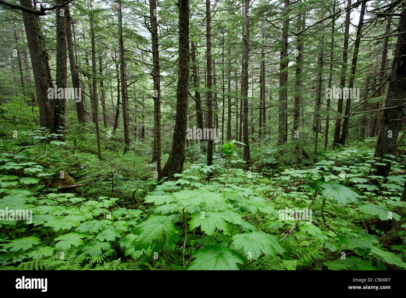 Regen-Wald. Mount Roberts. Juneau. Alaska. USA Stockfoto